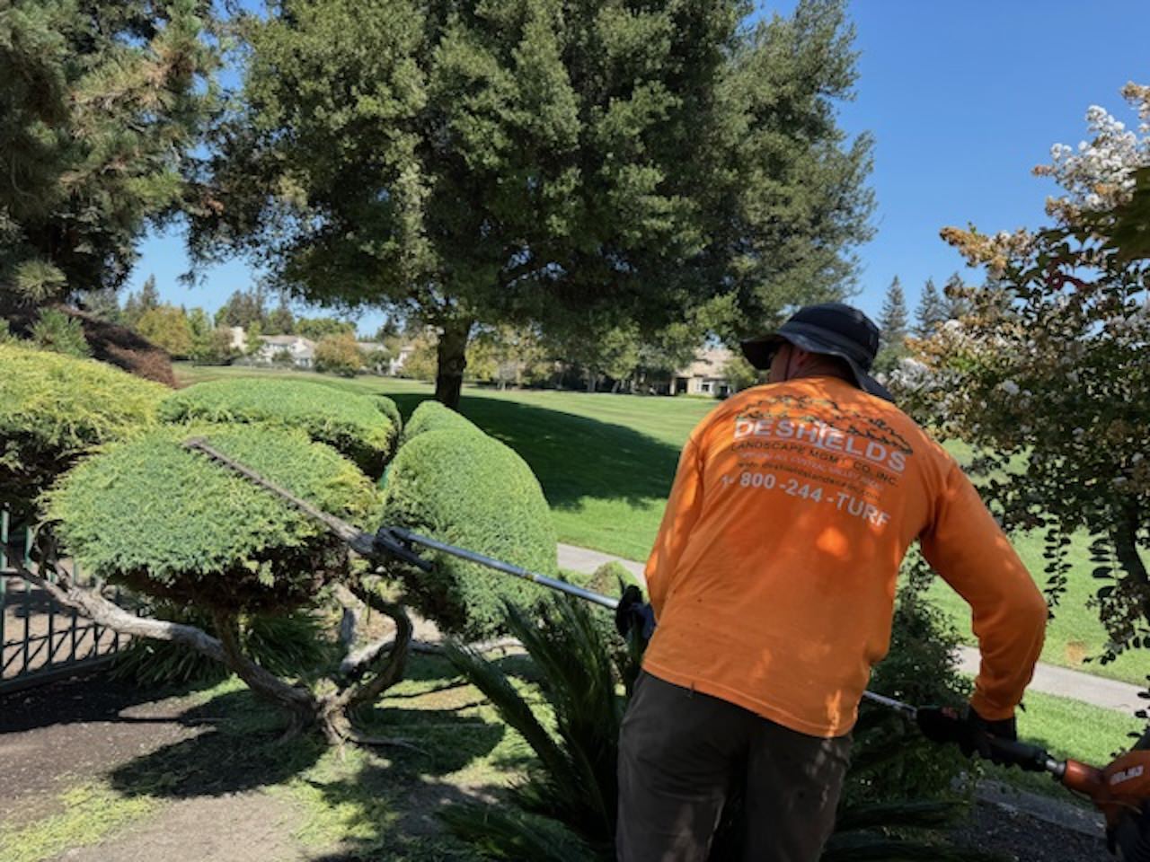 trimmed hedge landscape services at Ivy Terrace